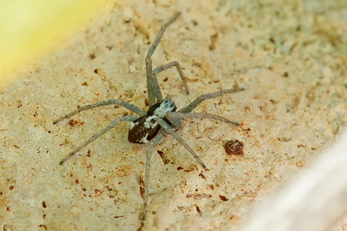 Pulchellodromus pulchellus